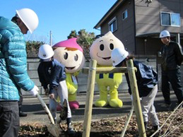 まずは植えるための穴を掘って・・・