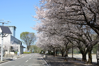 桜